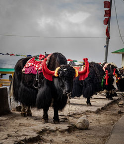 Yak decorated for tourist at morning