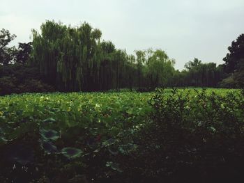 Trees on field against sky