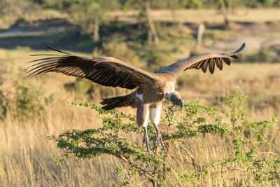 African white-backed vulture comes in for landing