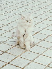 High angle view of cat sitting on footpath