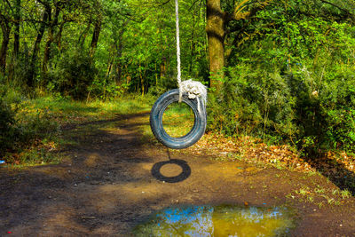 Bicycle on swing in forest