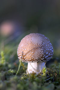 Amanita muscaria at a young stage with moss