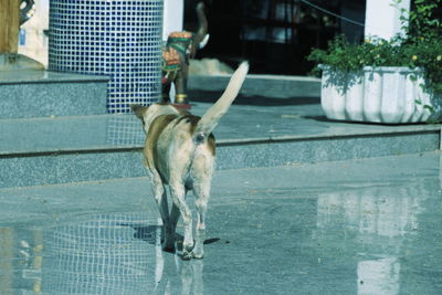 Dog standing in street