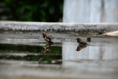 View of birds flying over water