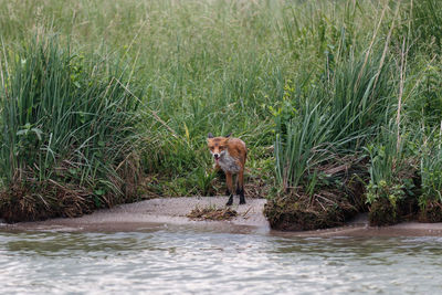 Portrait of fox standing amidst grass at lakeshore