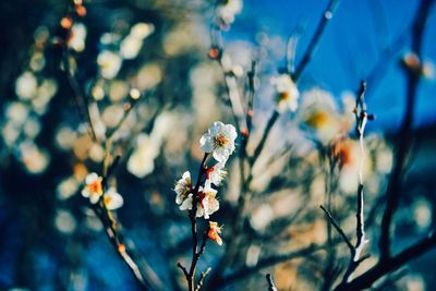 Close-up of white flowers blooming on branch