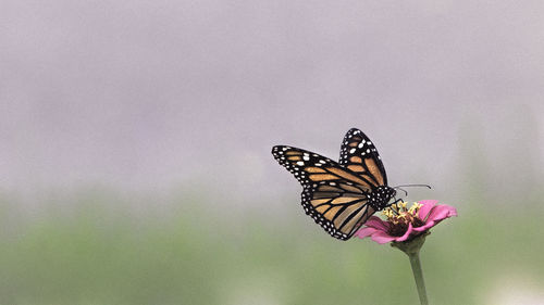 Close-up of butterfly pollinating on purple flower