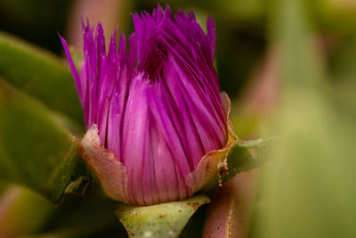 Close-up of pink flower