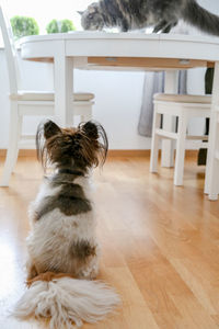 Rear view of dog sitting on hardwood floor