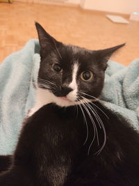 Close-up portrait of a cat