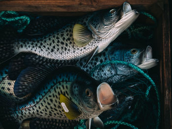 Close-up of fish swimming