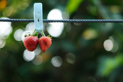 Close-up of strawberry hanging on plant