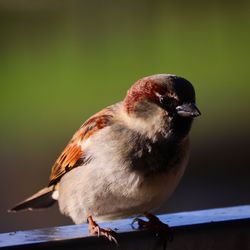 Close-up of bird perching on railing