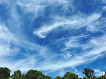 Low angle view of trees against blue sky