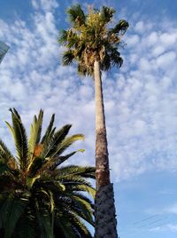 Low angle view of palm trees against blue sky