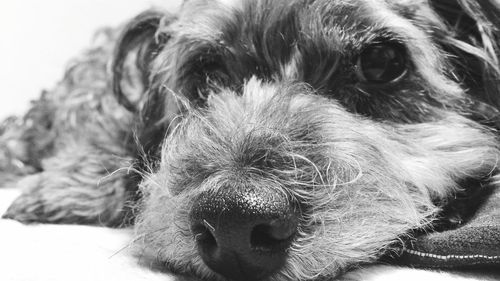 Close-up portrait of hairy dog relaxing