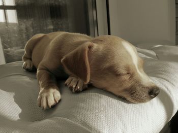 Dog sleeping on bed