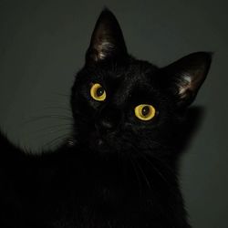 Portrait of black cat against gray background