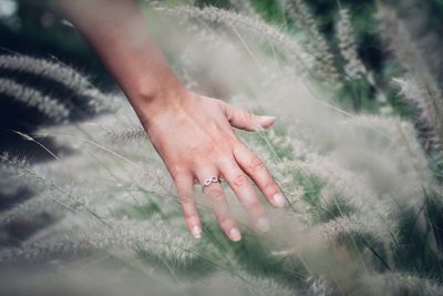 Close-up of hand touching plants