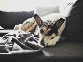 View of a dog resting on bed