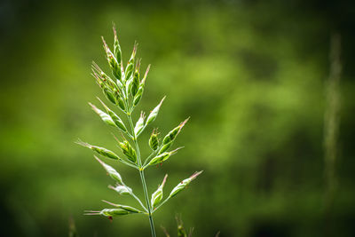 Close-up of plant growing on field