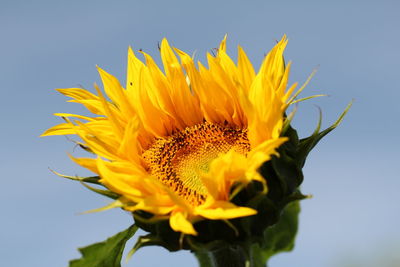 Low angle view of sunflower blooming against sky