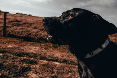 Close-up of dog looking away on field