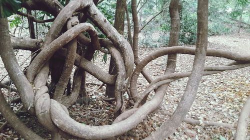 Close-up of tree trunk in forest