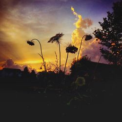 Silhouette of trees at sunset