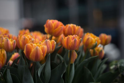 Close-up of orange flowers