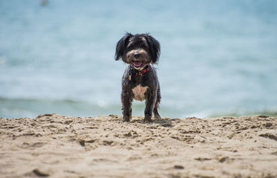 Surface level of puppy standing on sand at beach