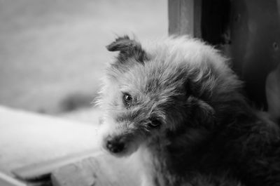 Close-up portrait of dog