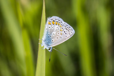 Close-up of butterfly on plant