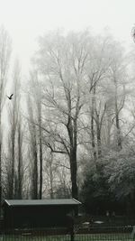 Bare trees against sky