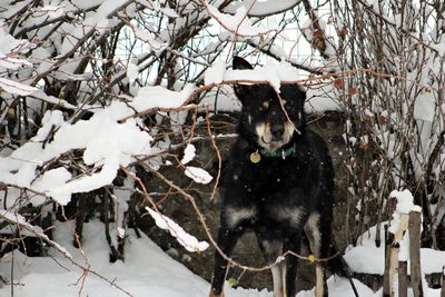 View of an animal on snow covered tree