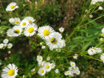 Close-up of white daisy flowers