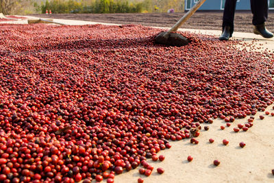 Red berries on field