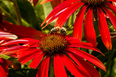 Close-up of bee pollinating on red coneflower