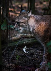 Cat in a forest