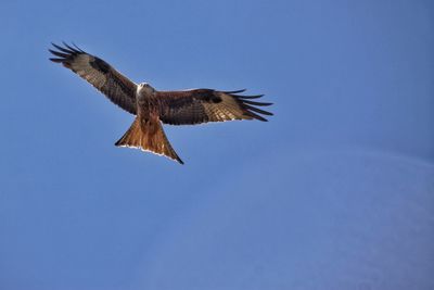 Low angle view of red kite in flight