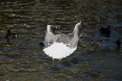 Seagull flying over lake