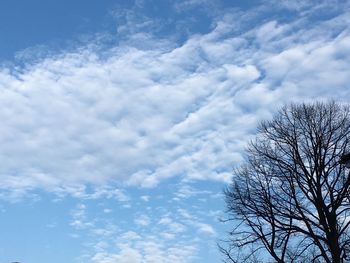 Low angle view of trees against blue sky