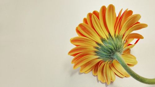 Close-up of orange flower