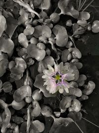 Close-up of flowers