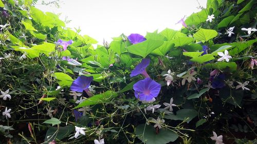 Close-up of purple bougainvillea blooming outdoors