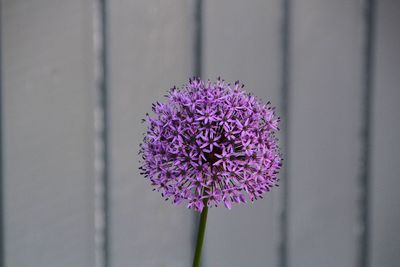 Close-up of purple flowering plant