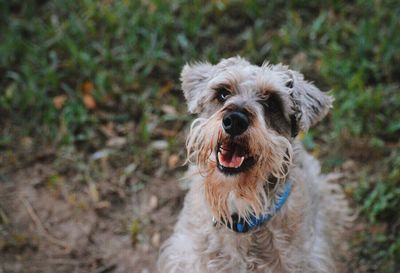 Portrait of dog on field