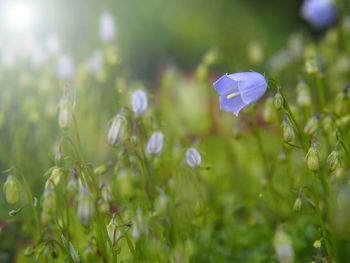 Close-up of purple flowers on field