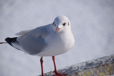 Close-up of seagull perching on rock