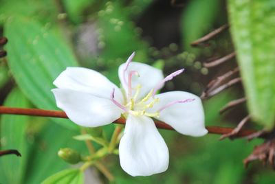 Close-up of white flowering plant